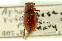  (Dellacasiellus ruficlarus - CNC COLEO 00123251)  @14 [ ] CreativeCommons - Attribution (2011) CNC/CBG Photography Group Centre for Biodiversity Genomics