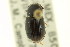  ( - CNC COLEO 00123274)  @11 [ ] CreativeCommons - Attribution (2011) CNC/CBG Photography Group Centre for Biodiversity Genomics