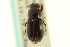  ( - CNC COLEO 00123281)  @11 [ ] CreativeCommons - Attribution (2011) CNC/CBG Photography Group Centre for Biodiversity Genomics