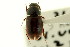  ( - CNC COLEO 00123302)  @12 [ ] CreativeCommons - Attribution (2011) CNC/CBG Photography Group Centre for Biodiversity Genomics