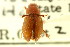  ( - CNC COLEO 00123308)  @11 [ ] CreativeCommons - Attribution (2011) CNC/CBG Photography Group Centre for Biodiversity Genomics