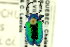  (Chrysochus - CNC COLEO 00123318)  @15 [ ] CreativeCommons - Attribution (2011) CNC/CBG Photography Group Centre for Biodiversity Genomics