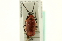  ( - CNC COLEO 00123335)  @14 [ ] CreativeCommons - Attribution (2011) CNC/CBG Photography Group Centre for Biodiversity Genomics