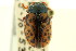  (Calligrapha ignota - CNC COLEO 00123342)  @13 [ ] CreativeCommons - Attribution (2011) CNC/CBG Photography Group Centre for Biodiversity Genomics