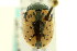  (Calligrapha rhoda - CNC COLEO 00123362)  @14 [ ] CreativeCommons - Attribution (2011) CNC/CBG Photography Group Centre for Biodiversity Genomics