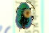  ( - CNC COLEO 00123438)  @11 [ ] CreativeCommons - Attribution (2011) CNC/CBG Photography Group Centre for Biodiversity Genomics