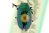  (Gastrophysa cyanea - CNC COLEO 00123440)  @11 [ ] CreativeCommons - Attribution (2011) CNC/CBG Photography Group Centre for Biodiversity Genomics