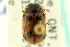  ( - CNC COLEO 00123490)  @11 [ ] CreativeCommons - Attribution (2011) CNC/CBG Photography Group Centre for Biodiversity Genomics