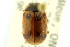  ( - CNC COLEO 00123491)  @11 [ ] CreativeCommons - Attribution (2011) CNC/CBG Photography Group Centre for Biodiversity Genomics