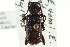  ( - CNC COLEOPT # 06-1271)  @11 [ ] CreativeCommons - Attribution (2011) CNC/CBG Photography Group Centre for Biodiversity Genomics