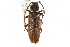  (Arhopalus foveicollis - CNC COLEO #07-00061)  @15 [ ] CreativeCommons - Attribution (2011) CNC/CBG Photography Group Centre for Biodiversity Genomics