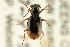  (Bembidion concretum - CNC COLEO 00118339)  @12 [ ] CreativeCommons - Attribution (2011) CNC/CBG Photography Group Centre for Biodiversity Genomics