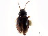  (Elaphropus capax - CNC COLEO 00118371)  @11 [ ] CreativeCommons - Attribution (2011) CNC/CBG Photography Group Centre for Biodiversity Genomics