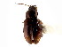  (Elaphropus saturatus - CNC COLEO 00118373)  @11 [ ] CreativeCommons - Attribution (2011) CNC/CBG Photography Group Centre for Biodiversity Genomics