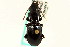  (Pterostichus rostratus - CNC COLEO 00118432)  @13 [ ] CreativeCommons - Attribution (2011) CNC/CBG Photography Group Centre for Biodiversity Genomics
