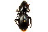  (Pterostichus lama - CNC COLEO 00118434)  @13 [ ] CreativeCommons - Attribution (2011) CNC/CBG Photography Group Centre for Biodiversity Genomics