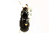  (Pterostichus herculaneus - CNC COLEO 00118438)  @14 [ ] CreativeCommons - Attribution (2011) CNC/CBG Photography Group Centre for Biodiversity Genomics
