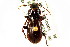  ( - CNC COLEO 00118442)  @11 [ ] CreativeCommons - Attribution (2011) CNC/CBG Photography Group Centre for Biodiversity Genomics