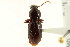  (Pterostichus pumilus - CNC COLEO 00118464)  @14 [ ] CreativeCommons - Attribution (2011) CNC/CBG Photography Group Centre for Biodiversity Genomics