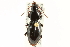  (Pterostichus diligendus - CNC COLEO 00118467)  @13 [ ] CreativeCommons - Attribution (2011) CNC/CBG Photography Group Centre for Biodiversity Genomics