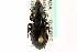  (Pterostichus adstrictus - CNC COLEO 00118470)  @15 [ ] CreativeCommons - Attribution (2011) CNC/CBG Photography Group Centre for Biodiversity Genomics