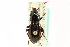 ( - CNC COLEO 00118477)  @14 [ ] CreativeCommons - Attribution (2011) CNC/CBG Photography Group Centre for Biodiversity Genomics