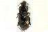  (Pterostichus novus - CNC COLEO 00118489)  @13 [ ] CreativeCommons - Attribution (2011) CNC/CBG Photography Group Centre for Biodiversity Genomics