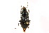  ( - CNC COLEO 00118490)  @11 [ ] CreativeCommons - Attribution (2011) CNC/CBG Photography Group Centre for Biodiversity Genomics