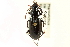  (Pterostichus castor - CNC COLEO 00118494)  @11 [ ] CreativeCommons - Attribution (2011) CNC/CBG Photography Group Centre for Biodiversity Genomics