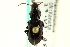  (Pterostichus tenuis - CNC COLEO 00118503)  @14 [ ] CreativeCommons - Attribution (2011) CNC/CBG Photography Group Centre for Biodiversity Genomics