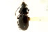  (Pterostichus praetermissus - CNC COLEO 00118512)  @14 [ ] CreativeCommons - Attribution (2011) CNC/CBG Photography Group Centre for Biodiversity Genomics
