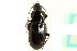  (Pterostichus femoralis - CNC COLEO 00118516)  @13 [ ] CreativeCommons - Attribution (2011) CNC/CBG Photography Group Centre for Biodiversity Genomics