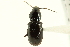  (Pterostichus patruelis - CNC COLEO 00118521)  @14 [ ] CreativeCommons - Attribution (2011) CNC/CBG Photography Group Centre for Biodiversity Genomics