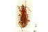  (Pterostichus corrusculus - CNC COLEO 00118523)  @14 [ ] CreativeCommons - Attribution (2011) CNC/CBG Photography Group Centre for Biodiversity Genomics