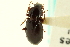  (Pterostichus soperi - CNC COLEO 00118526)  @12 [ ] CreativeCommons - Attribution (2011) CNC/CBG Photography Group Centre for Biodiversity Genomics