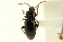  ( - CNC COLEO 00118527)  @11 [ ] CreativeCommons - Attribution (2011) CNC/CBG Photography Group Centre for Biodiversity Genomics