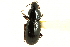  (Pterostichus arcticola - CNC COLEO 00118529)  @12 [ ] CreativeCommons - Attribution (2011) CNC/CBG Photography Group Centre for Biodiversity Genomics