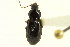  (Pterostichus tareumiut - CNC COLEO 00118534)  @13 [ ] CreativeCommons - Attribution (2011) CNC/CBG Photography Group Centre for Biodiversity Genomics