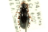  (Pterostichus hudsonicus - CNC COLEO 00118540)  @14 [ ] CreativeCommons - Attribution (2011) CNC/CBG Photography Group Centre for Biodiversity Genomics