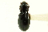  (Pterostichus parasimilis - CNC COLEO 00118545)  @14 [ ] CreativeCommons - Attribution (2011) CNC/CBG Photography Group Centre for Biodiversity Genomics