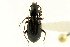  (Pterostichus bryanti - CNC COLEO 00118547)  @14 [ ] CreativeCommons - Attribution (2011) CNC/CBG Photography Group Centre for Biodiversity Genomics