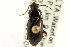  (Pterostichus riparius - CNC COLEO 00118553)  @14 [ ] CreativeCommons - Attribution (2011) CNC/CBG Photography Group Centre for Biodiversity Genomics
