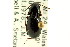  (Pterostichus ventricosus - CNC COLEO 00118557)  @13 [ ] CreativeCommons - Attribution (2011) CNC/CBG Photography Group Centre for Biodiversity Genomics