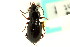  ( - CNC COLEO 00118564)  @13 [ ] CreativeCommons - Attribution (2011) CNC/CBG Photography Group Centre for Biodiversity Genomics