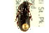 ( - CNC COLEO 00118566)  @13 [ ] CreativeCommons - Attribution (2011) CNC/CBG Photography Group Centre for Biodiversity Genomics
