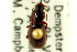  (Pterostichus mandibularoides - CNC COLEO 00118567)  @13 [ ] CreativeCommons - Attribution (2011) CNC/CBG Photography Group Centre for Biodiversity Genomics