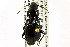  ( - CNC COLEO 00118572)  @13 [ ] CreativeCommons - Attribution (2011) CNC/CBG Photography Group Centre for Biodiversity Genomics