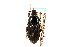  ( - CNC COLEO 00118585)  @14 [ ] CreativeCommons - Attribution (2011) CNC/CBG Photography Group Centre for Biodiversity Genomics