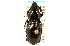  ( - CNC COLEO 00118586)  @14 [ ] CreativeCommons - Attribution (2011) CNC/CBG Photography Group Centre for Biodiversity Genomics