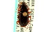 ( - CNC COLEO 00118594)  @14 [ ] CreativeCommons - Attribution (2011) CNC/CBG Photography Group Centre for Biodiversity Genomics